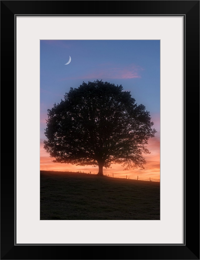 Silhouette of a tree in the evening with the moon above.