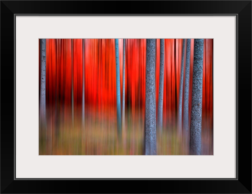 Huge contemporary canvas art that is composed of a forest filled with thin trees.