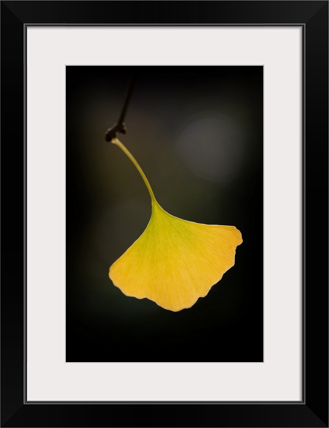 A single yellow ginkgo leaf hanging off a twig.