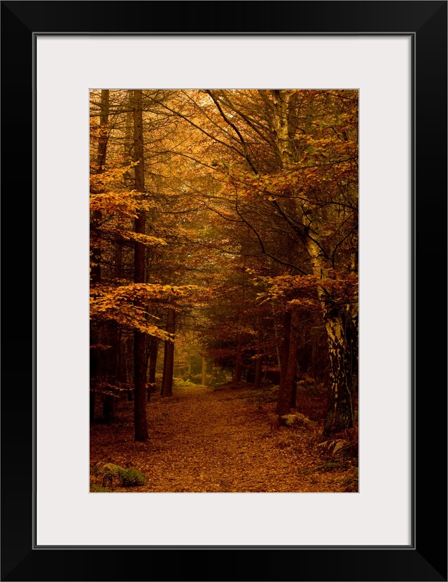 An autumn avenue of leafy trees through a beautiful woodland in the mist.