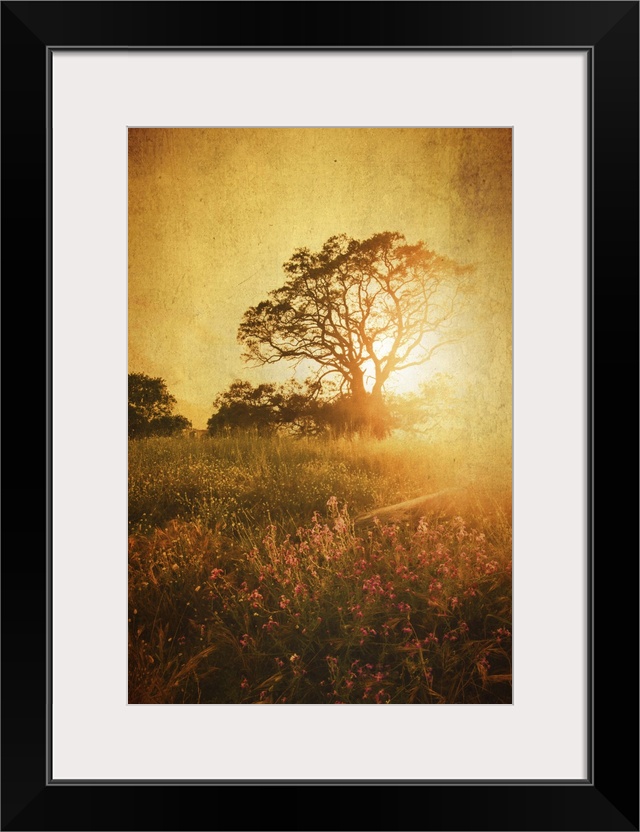 Sunset with tree in meadow