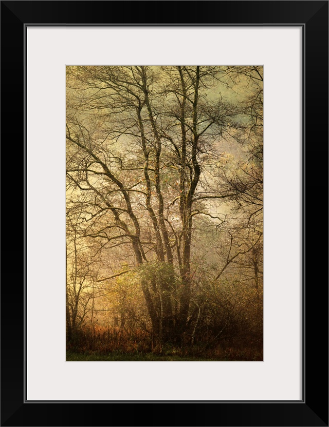 Fine art photo of a dense forest in the late afternoon with golden light from the setting sun.