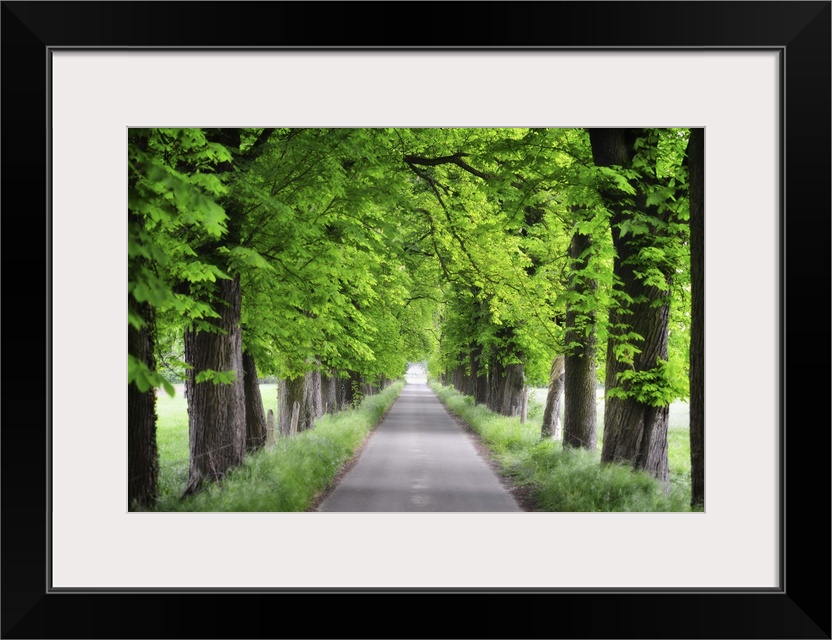 Small road surrounded by trees in summer