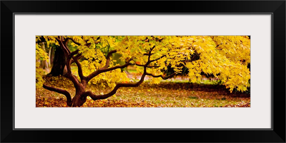 Panoramic photograph of a short tree with twisting branches, covered in golden fall leaves.