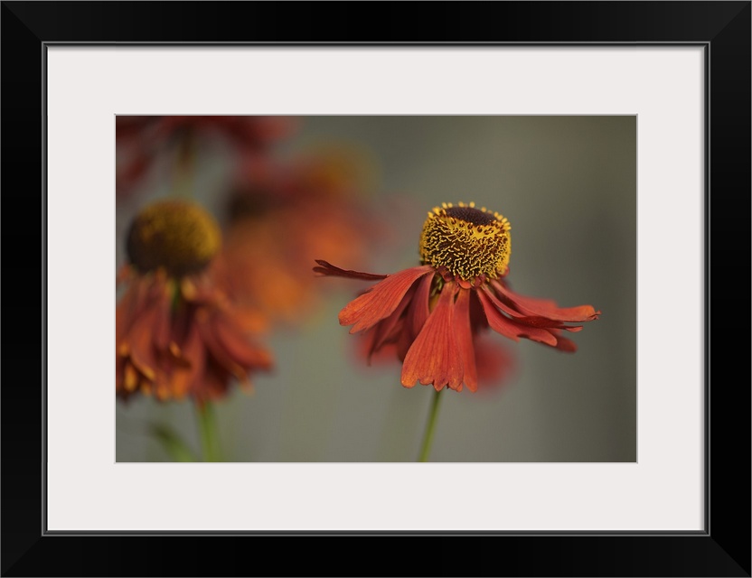 Helenium