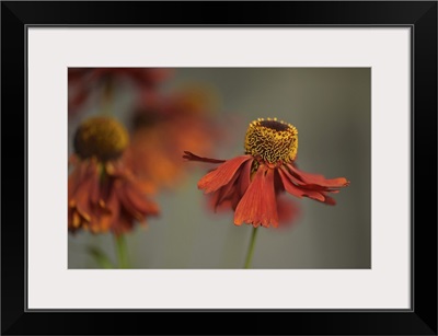 Helenium