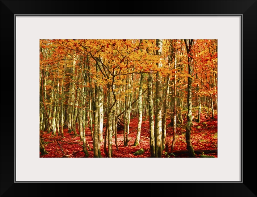 A dense forest in the fall with orange leaves and a leaf-covered floor.