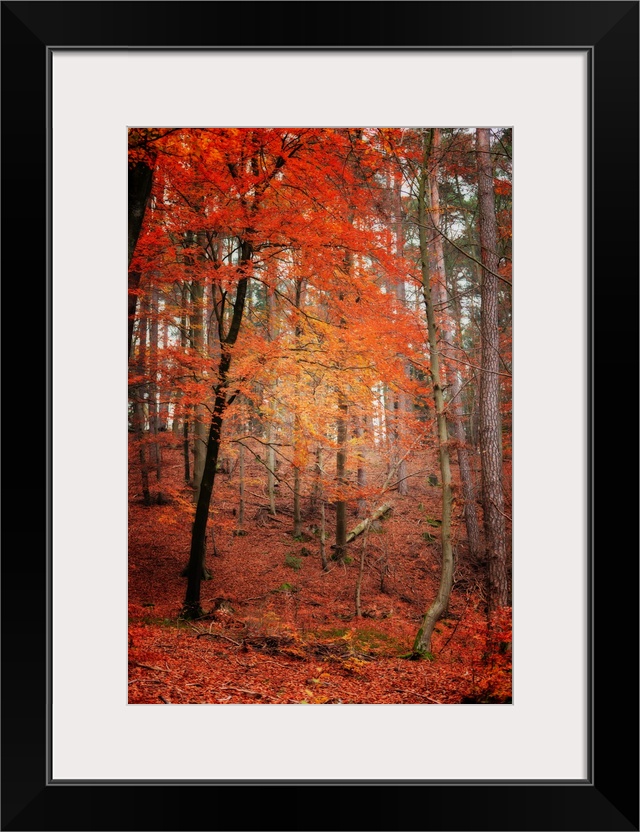 A red tree in a forest in autumn