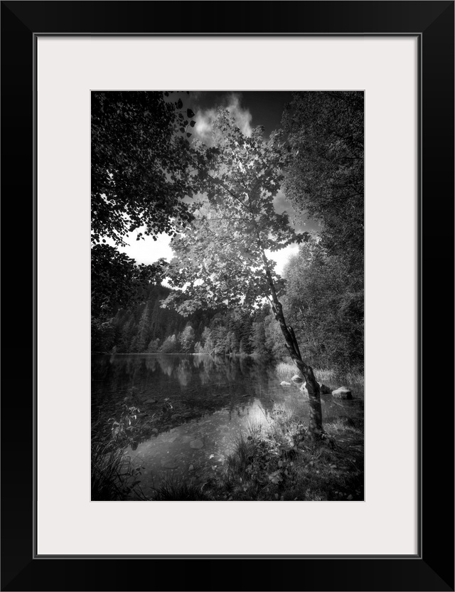 Black and white photograph of a small lake in a forest, concentrating on a single tree along the bank of the water.