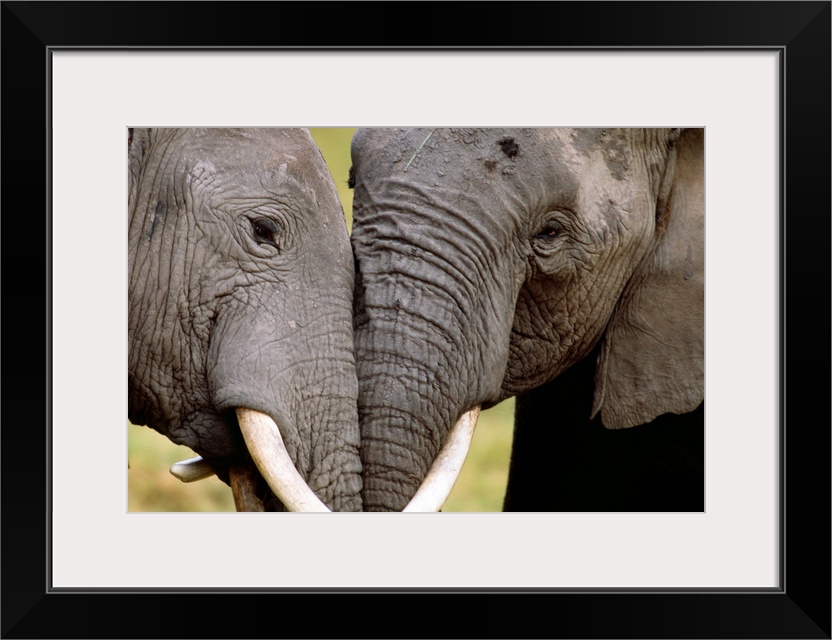 African elephants socializing, Amboseli National Park, Kenya