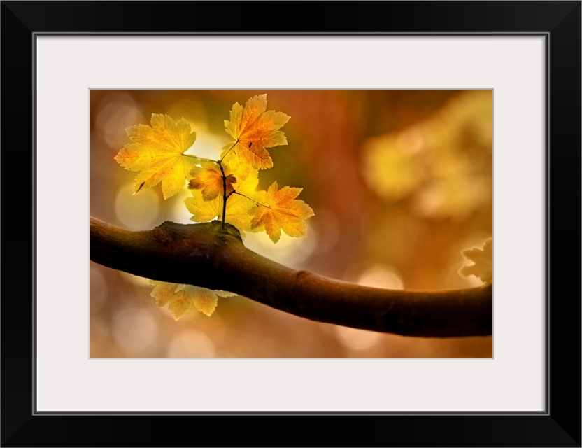 Large canvas of a close up photo of a small branch sprouting off a thicker branch in the fall as a ray of sunlight illumin...