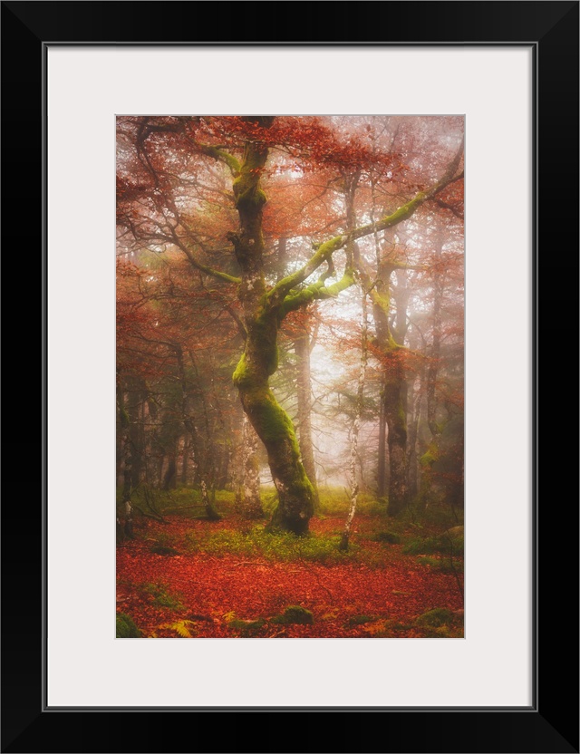 A moss-covered tree in a misty fall forest.