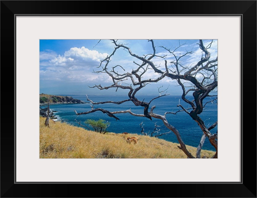 Landscape photograph on a big wall hanging of dried out tree branches overlooking Papawai Point, where blue waters meet a ...