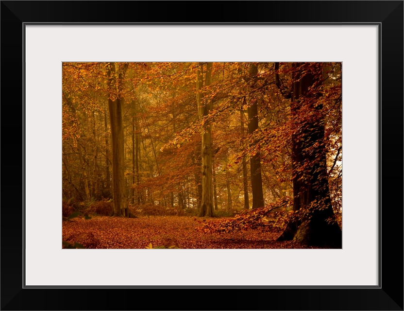 Photograph of dim forest with leaf covered ground.