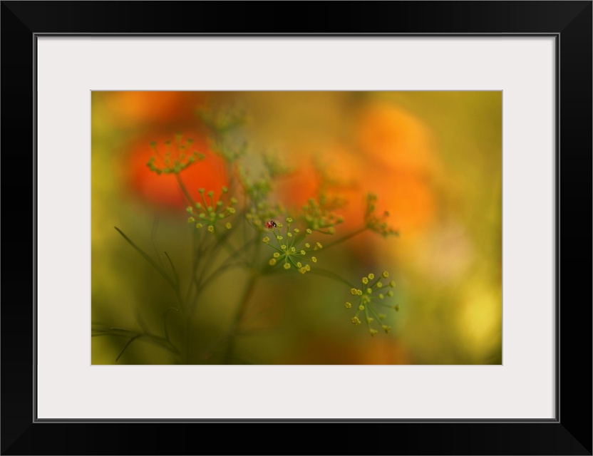 Soft focus macro image of a ladybug on top of a flower with a dreamy look.