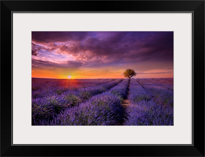 Photograph of lavender fields at sunset with a lone tree standing guard in the distance.
