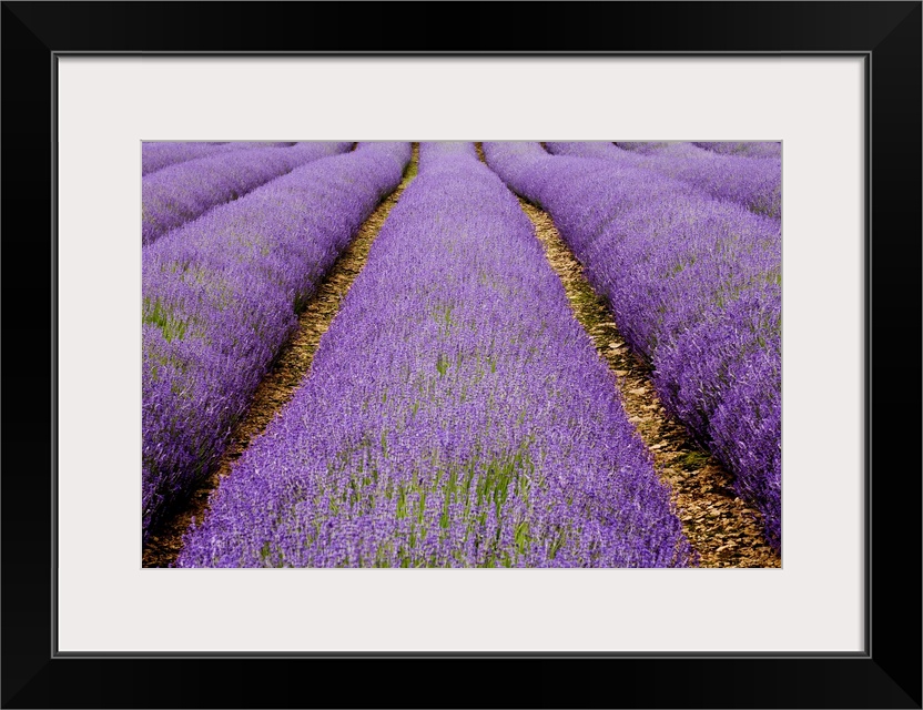 Large photo on canvas of lavender flowers grown in lines in a big field.