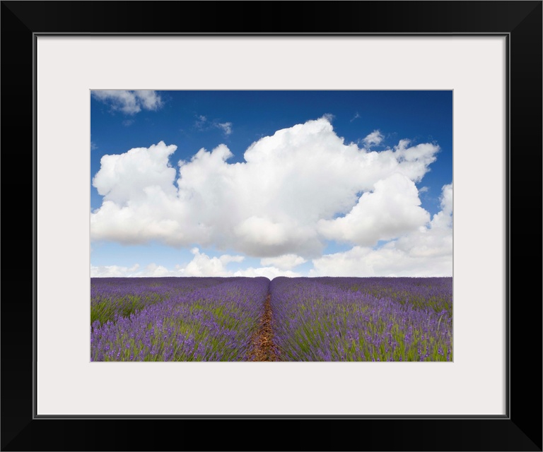 A landscape of fields of lavender blooming with purple flowers beneath a blue sky and fluffy white clouds in Provence, Fra...