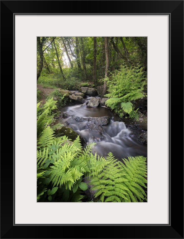 A creek in a forest surrounded by ferns.