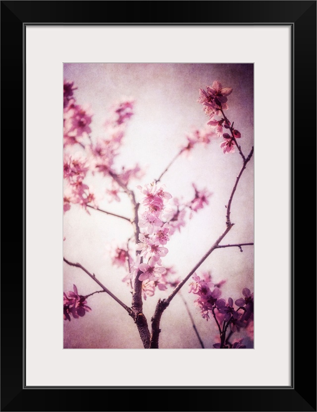 Cherry tree in the spring with the addition of a photo texture