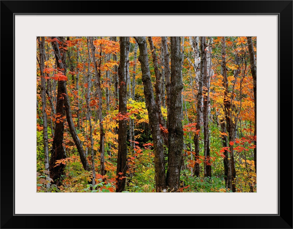 Huge photograph displays the beautiful Fall colors of the leaves on the trees and surrounding vegetation found within Supe...