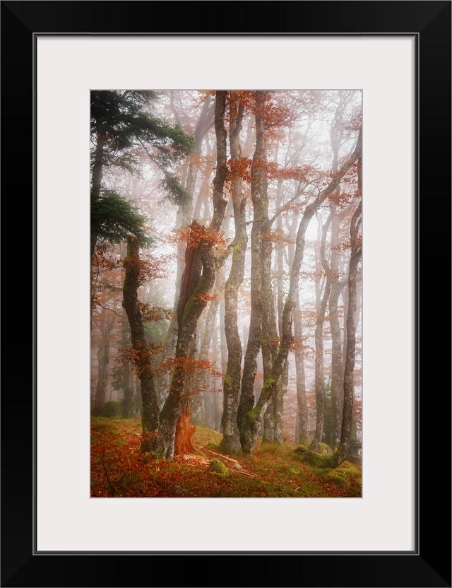 White light in a misty forest with orange leaves in the fall.