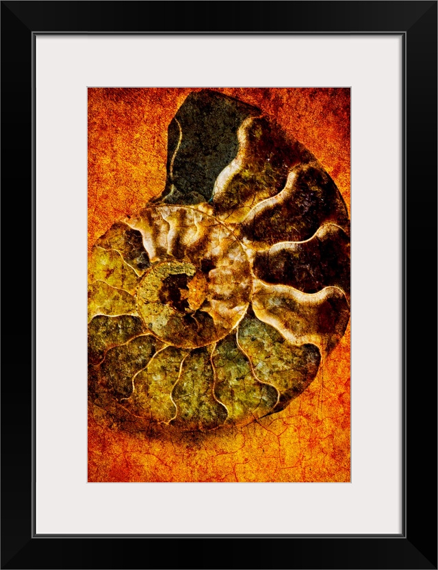 This large piece is artwork of a ammonoidea fossil against a warm toned background.