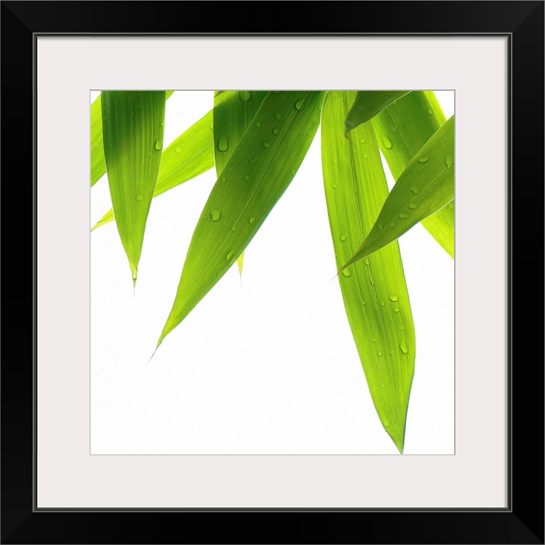 Big canvas print of a close up of grass blades hanging downward on a blank background.
