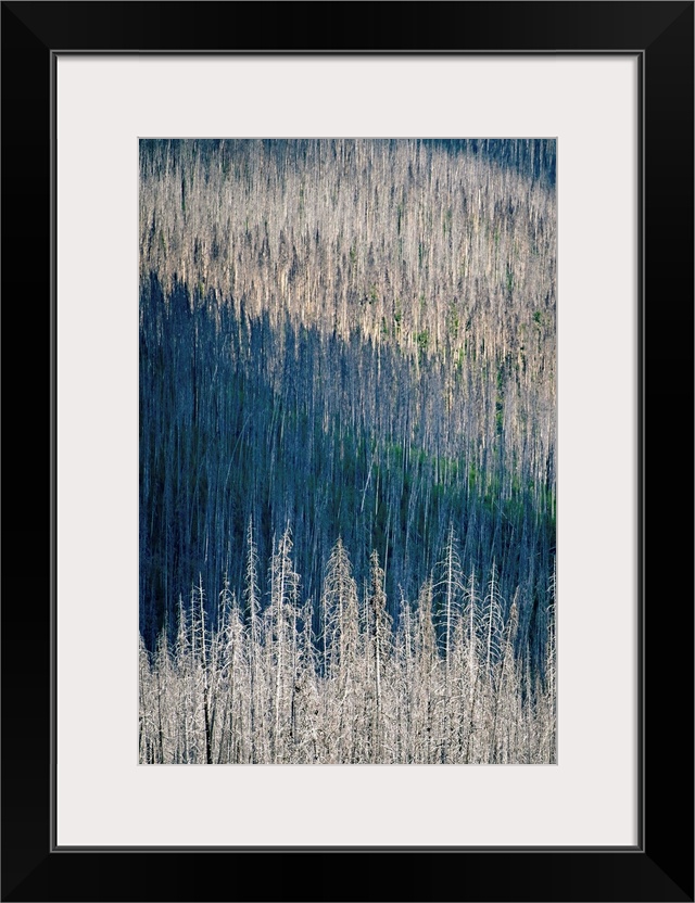 Shadows falling on a forest of tall white trees in a hilly landscape.