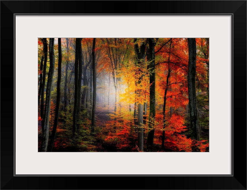 Large photograph of a densely filled forest in Autumn full of trees displaying their brightly colored leaves.  In the back...