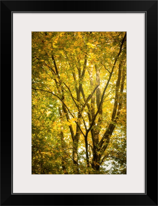 Yellow foliage in a forest