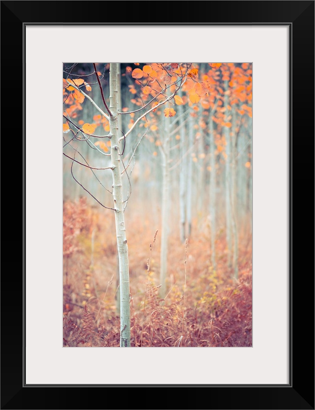 Warm photograph of a skinny tree with orange leaves and a shallow depth of field.