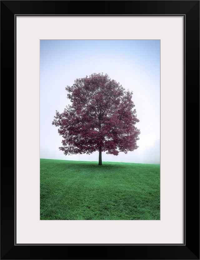 A surreal image of a lone tree with dark rich magenta leaves breaking the smoothly gradated soft pastel sky and solid gree...