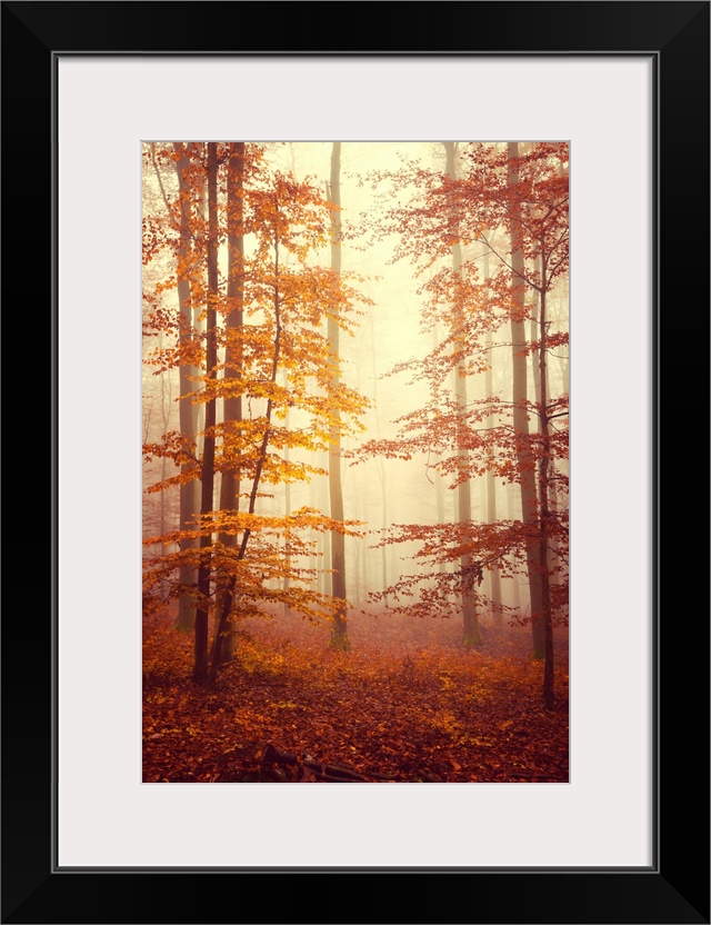 Fine art photo of a misty forest of slender trees in fall colors.