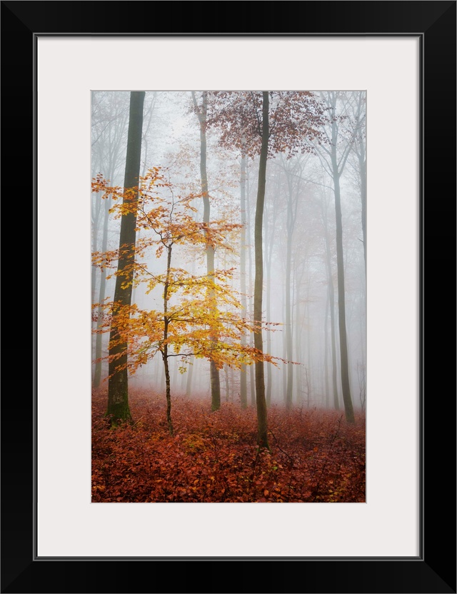 Fine art photo of a misty forest of slender trees in fall colors.