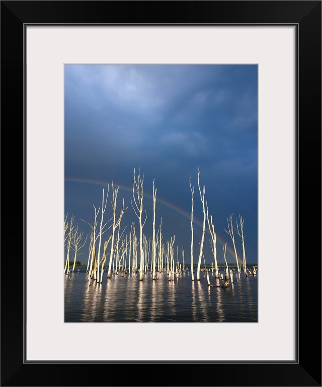 A surreal image of beautifully lit skeletal trees reflected in lake waters under a dramatic sky and reaching up to a rainb...