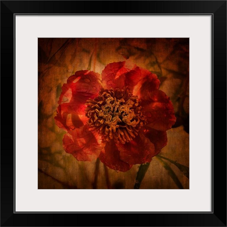 Artist photograph of a close-up of a red flower.