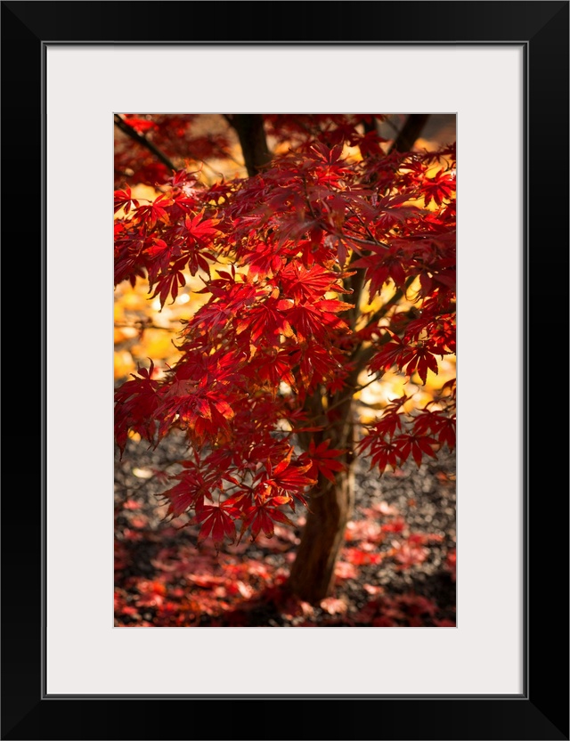 Fine art photograph of a Japanese maple tree with bright red leaves.