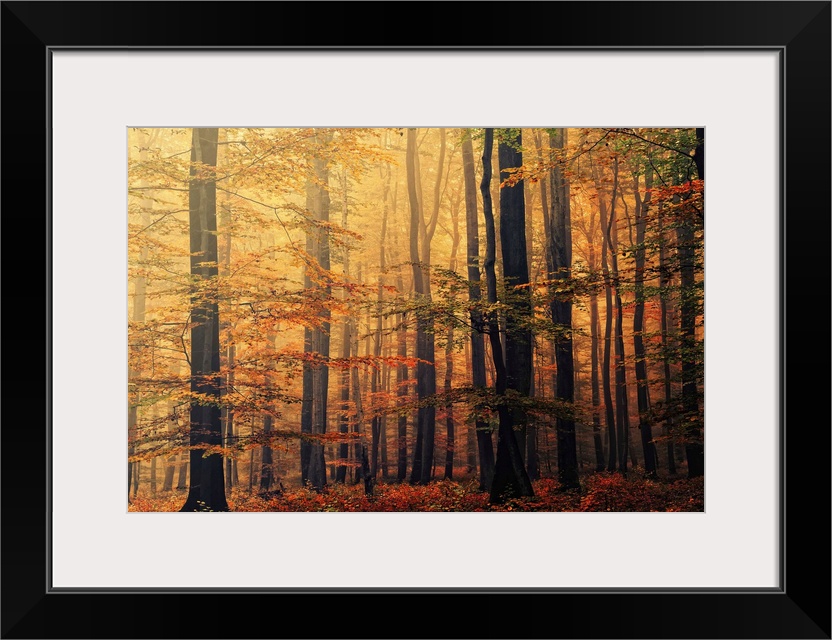 Oversized landscape photograph of a dense forest of trees with autumn colored foliage, beneath a golden sunrise.