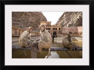 Monkeys At The Temple