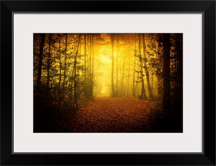 Morning yellow mood of Broceliande forest in France, Britany area, a path crossing the forest and going towards hard light.