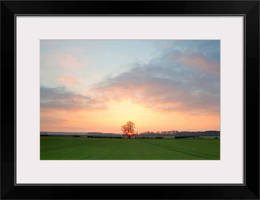 A golden warm morning sunrise over open green fields with a central lone tree and soft clouds.