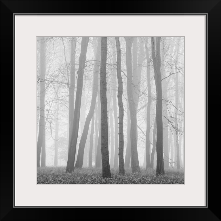 A monochrome black and white mistry woodland of zen like calm trees.