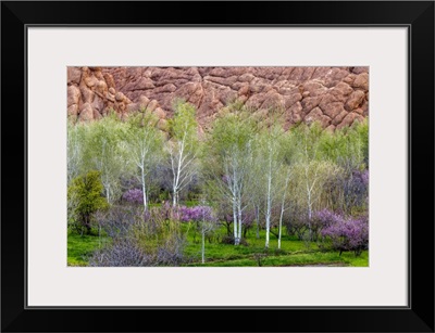 Morocco, Dades Gorges, Sandstone Formations Rise Above Flowering Trees In Spring