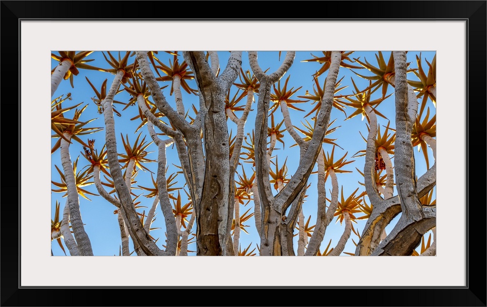 Quiver tree or kokerboom (Aloidendron dichotomum), Quiver Tree Forest (Kokerboom Woud) National Monument, Namibia