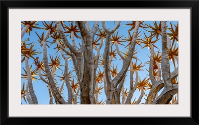 Namibia, Quiver Tree (Kokerboom