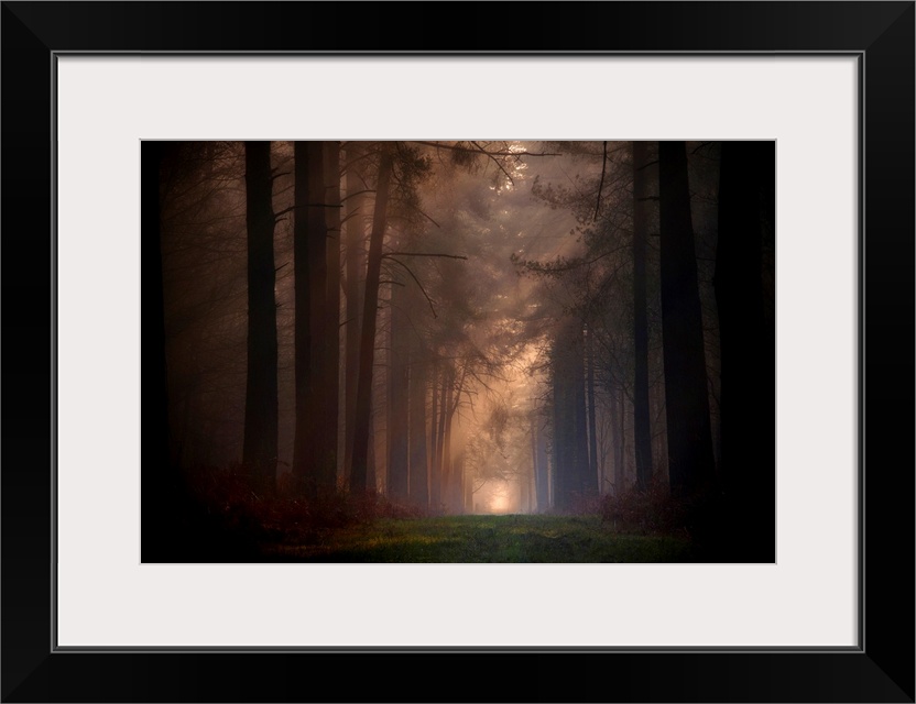 Forest long and infinite path with big pines trees around, at spring with fog in the early morning.