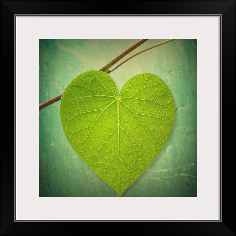 This decorative accent is a photograph of single leaf shaped like a heart on a twig against an out of focus and textured b...