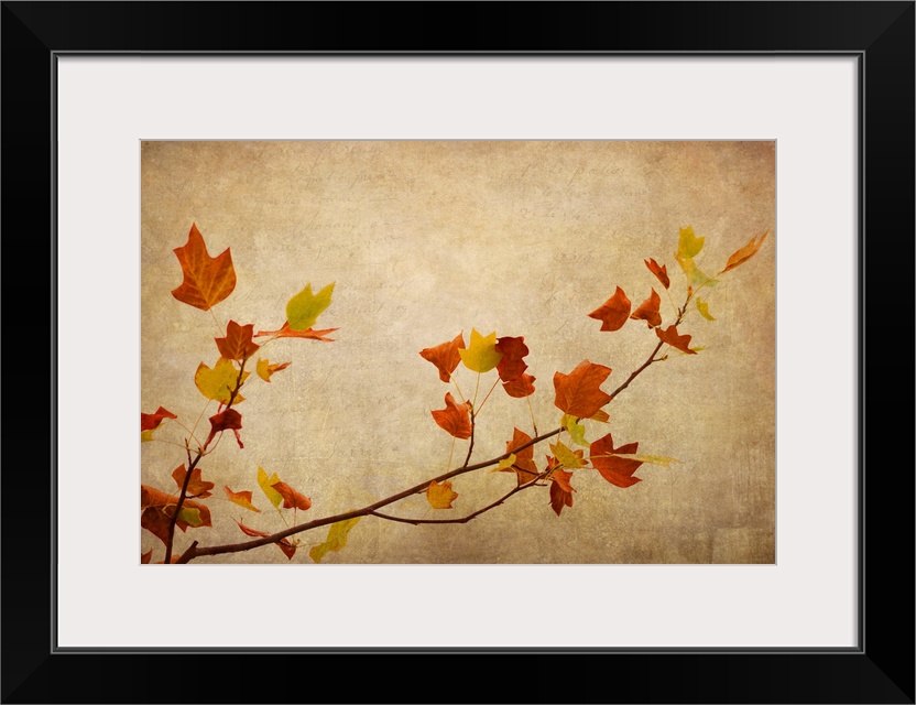 Fine art photo of a thin branch with broad leaves against a beige background in the fall.