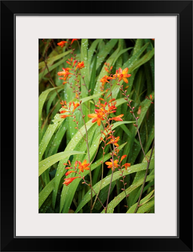 Fine art photo of blades of grass leaning in the wind with small orange flowers.
